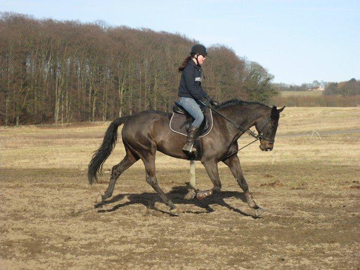 Holstener Unalaska billede 4