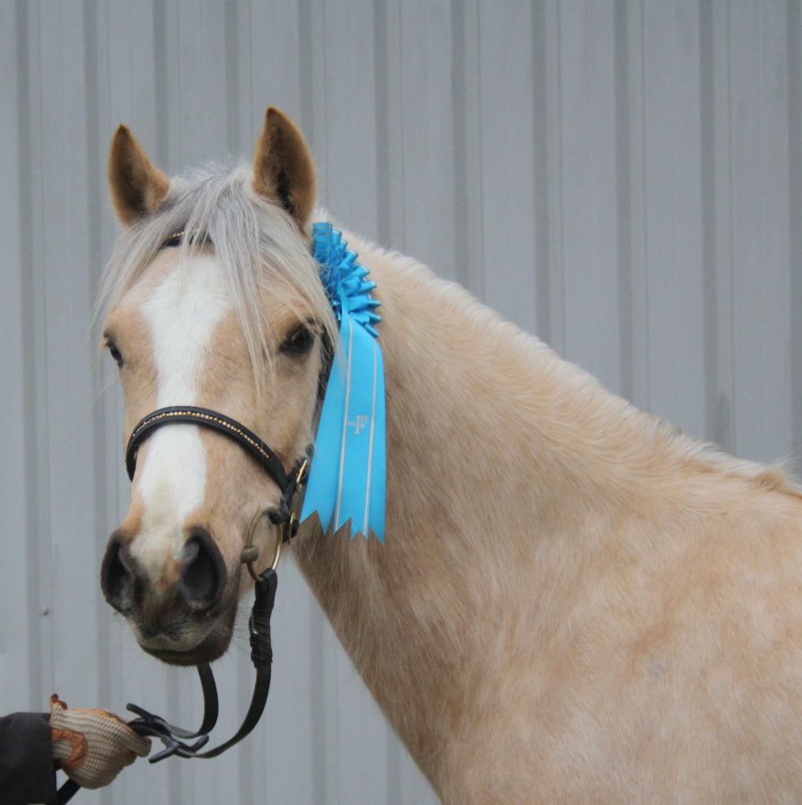 Welsh Cob (sec D) Sorrelcourt Enought Said *solgt* billede 1