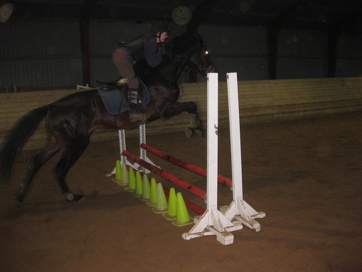 Dansk Varmblod Solheims Victor *SOLGT* billede 19