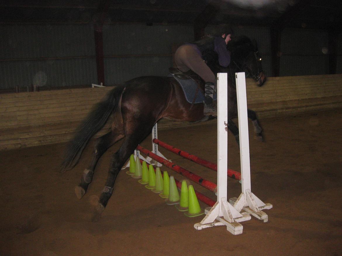 Dansk Varmblod Solheims Victor *SOLGT* billede 20