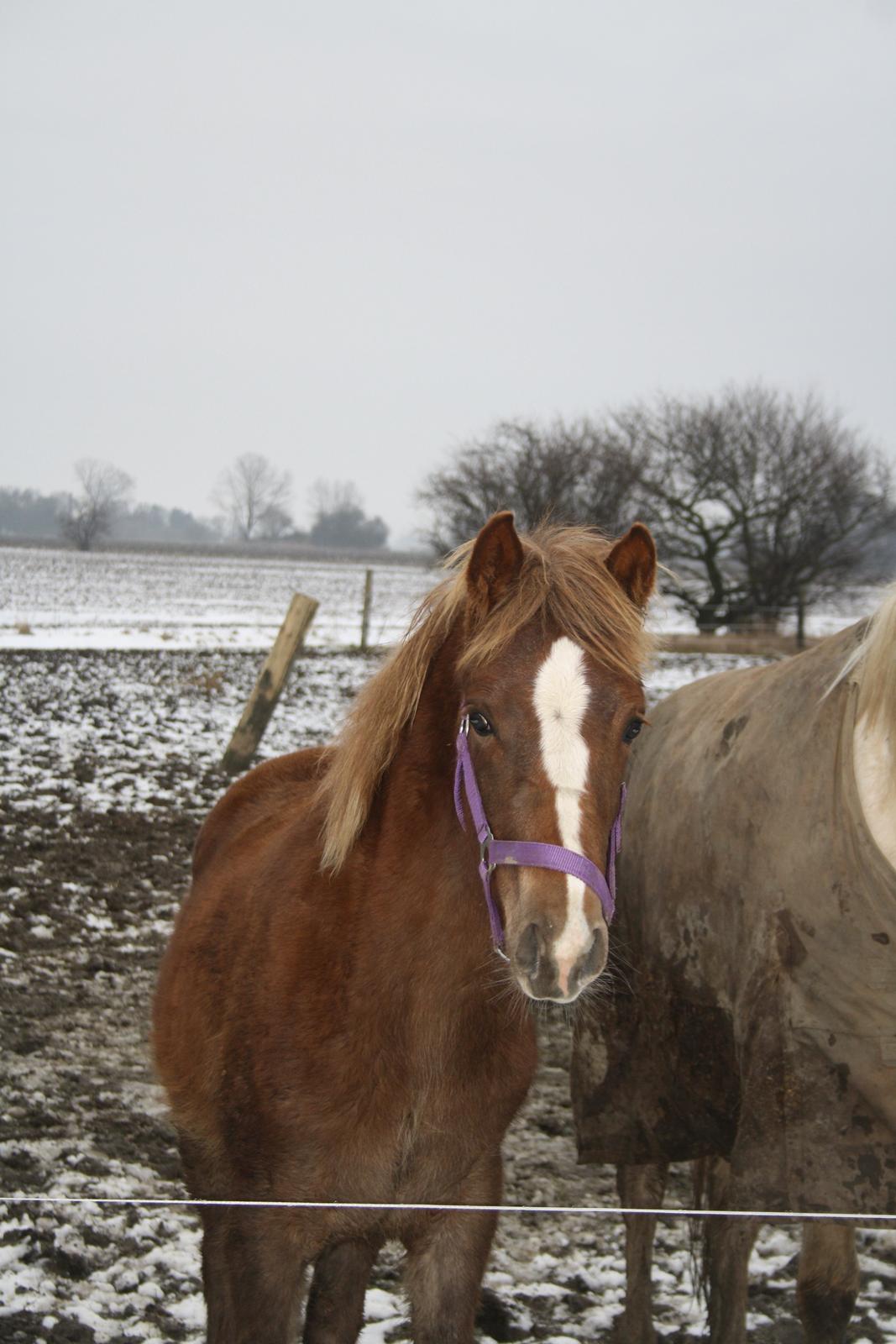 Palomino Wede's Miss Dia  billede 1