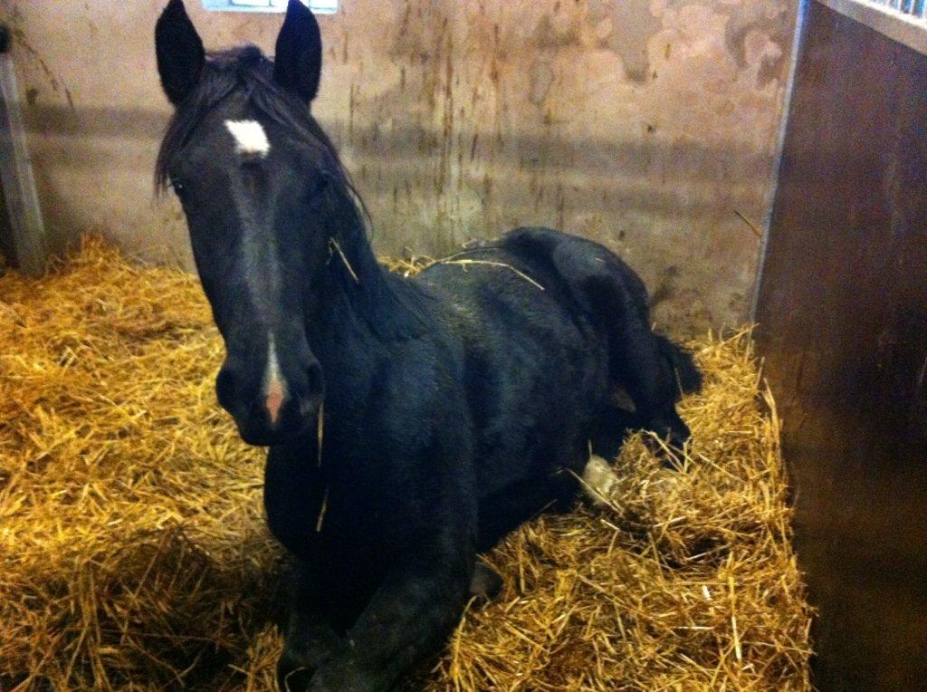 Oldenborg Rex - Babyen er faldet godt til og hygger i boksen :) billede 7