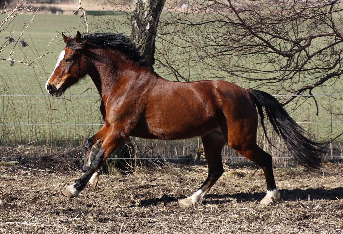 Welsh Cob (sec D) Nebo Tulip - Marts 2013 billede 26