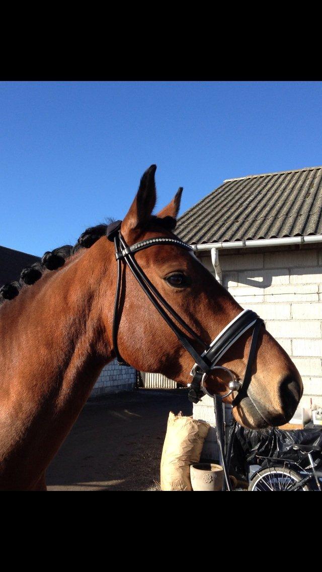 Anden særlig race Baltimore - På vej til vores første stævne med blå himmel billede 7