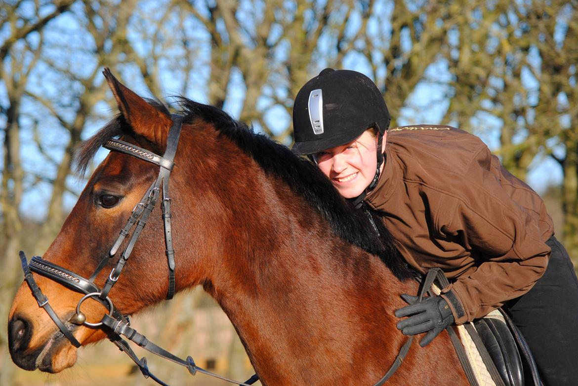 Dansk Varmblod Fiona billede 1