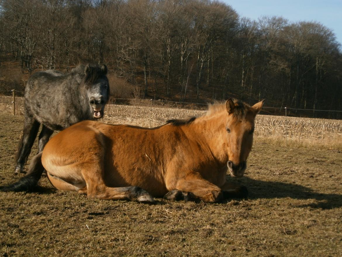 Anden særlig race Sweedy billede 17