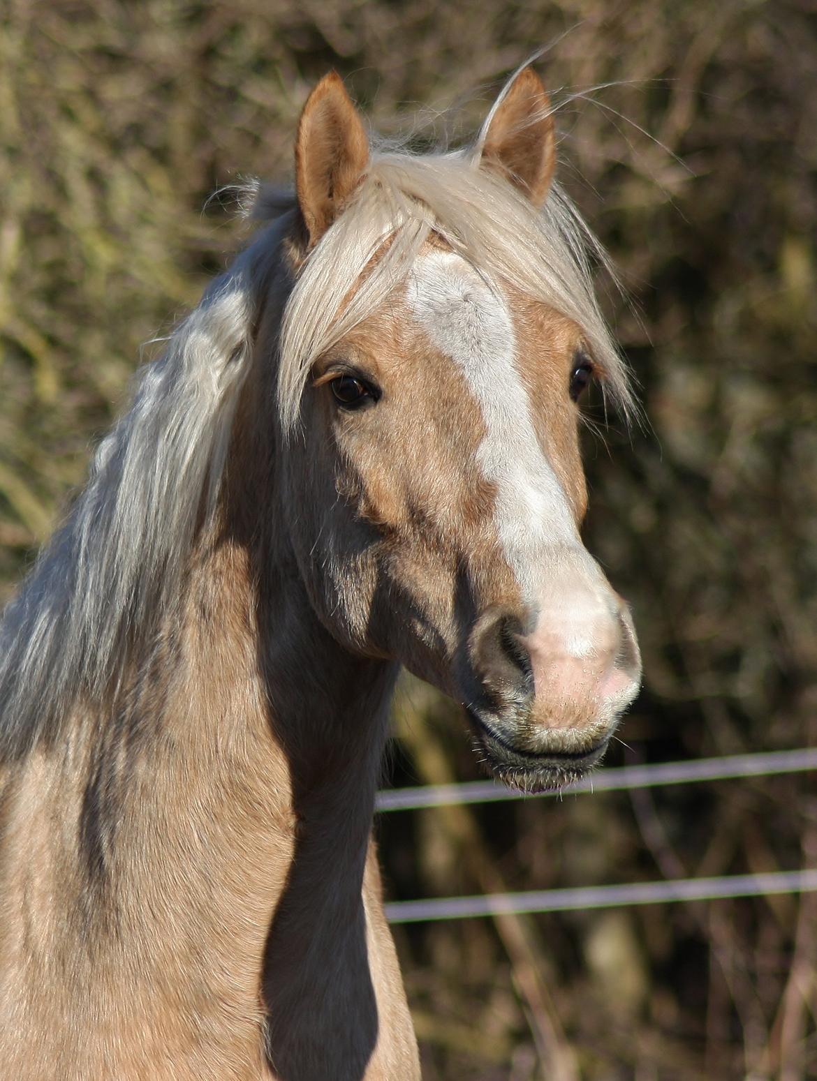 Welsh Cob (sec D) Rosalinde - Smukke pigen 3 marts 2013 billede 13