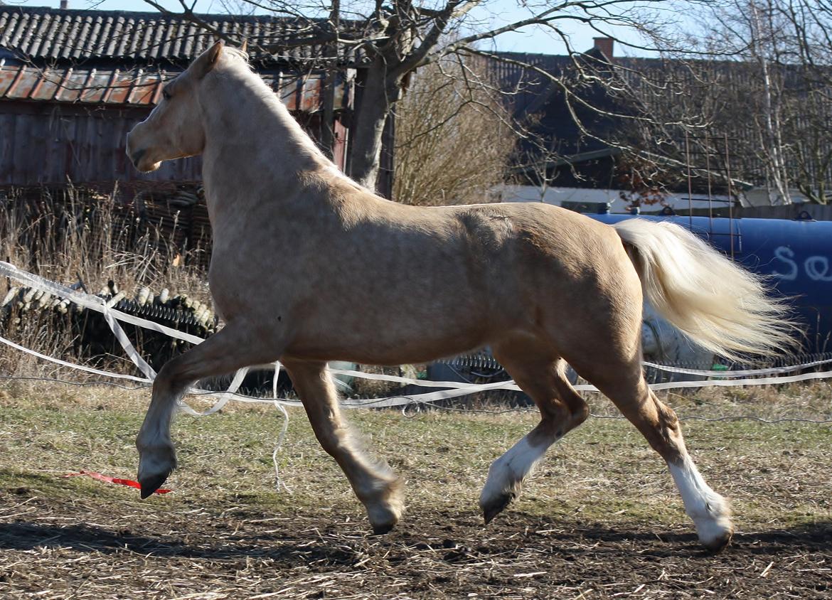 Welsh Cob (sec D) Rosalinde - Giver den gas 3 marts 2013 billede 14