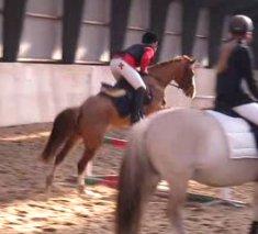 DSP HORSMARKS DIVA DUCHESS - SOLGT! billede 15