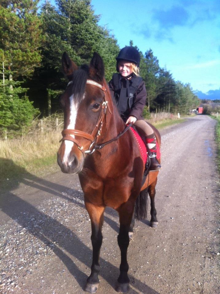 New Forest Odbjergs Amelie billede 1