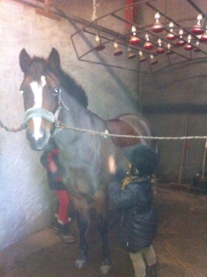 New Forest Odbjergs Amelie billede 2