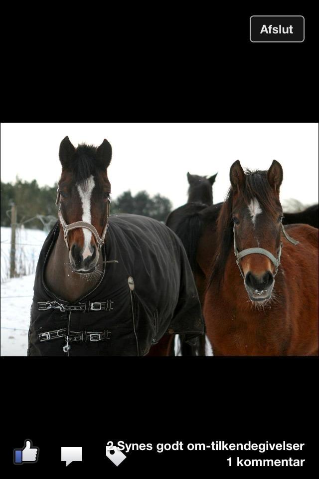 New Forest Odbjergs Amelie billede 3