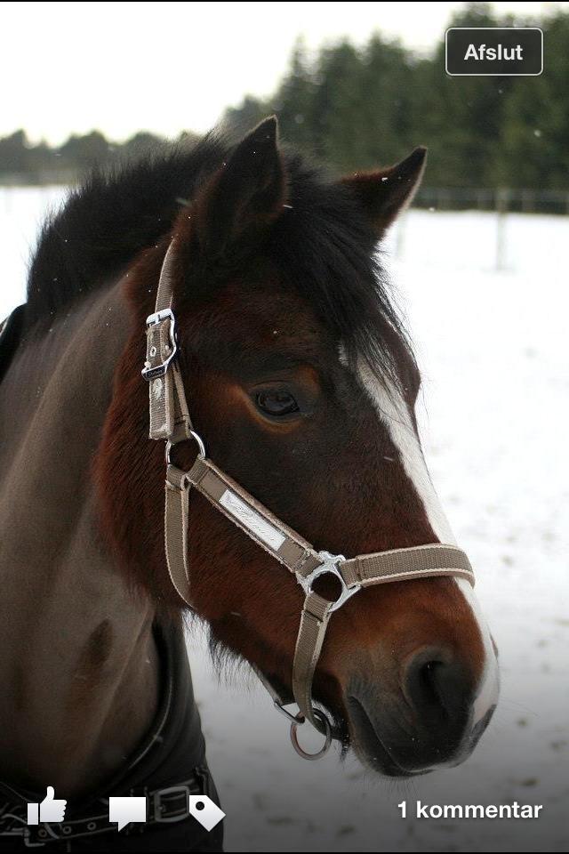 New Forest Odbjergs Amelie billede 4