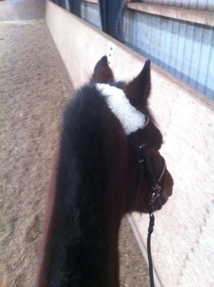 New Forest Odbjergs Amelie billede 5