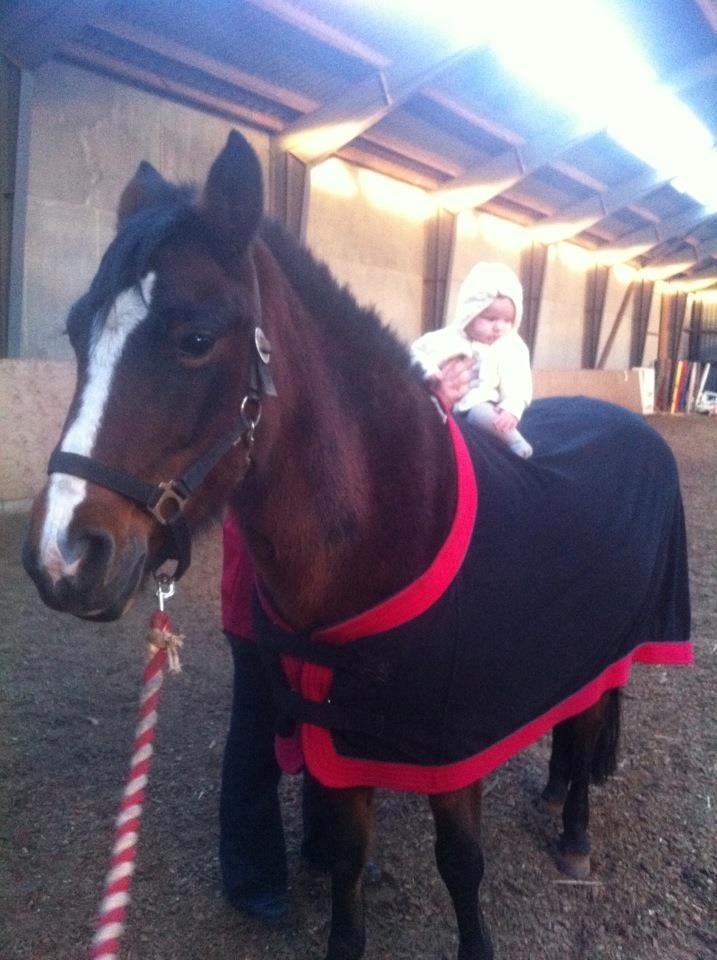 New Forest Odbjergs Amelie billede 6