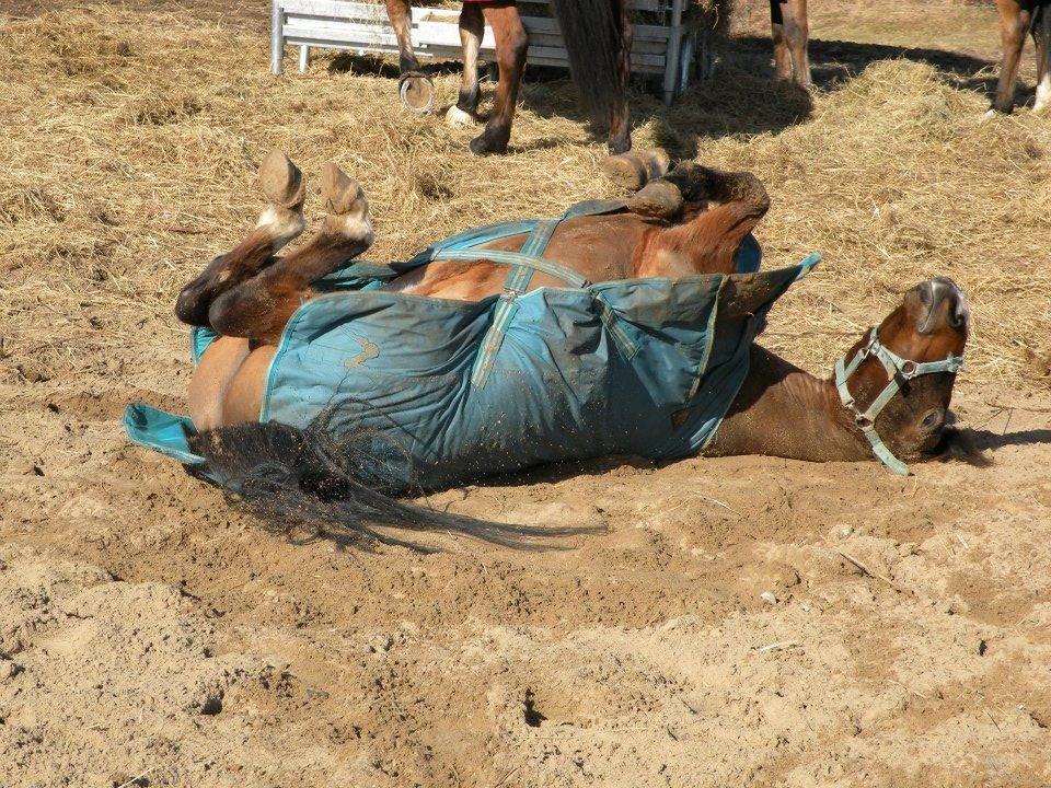 Anden særlig race Bahia - Bahia tager sig lige en ruller en af de første forårsdage 2013 
- Taget af Camilla Stenklopp billede 7