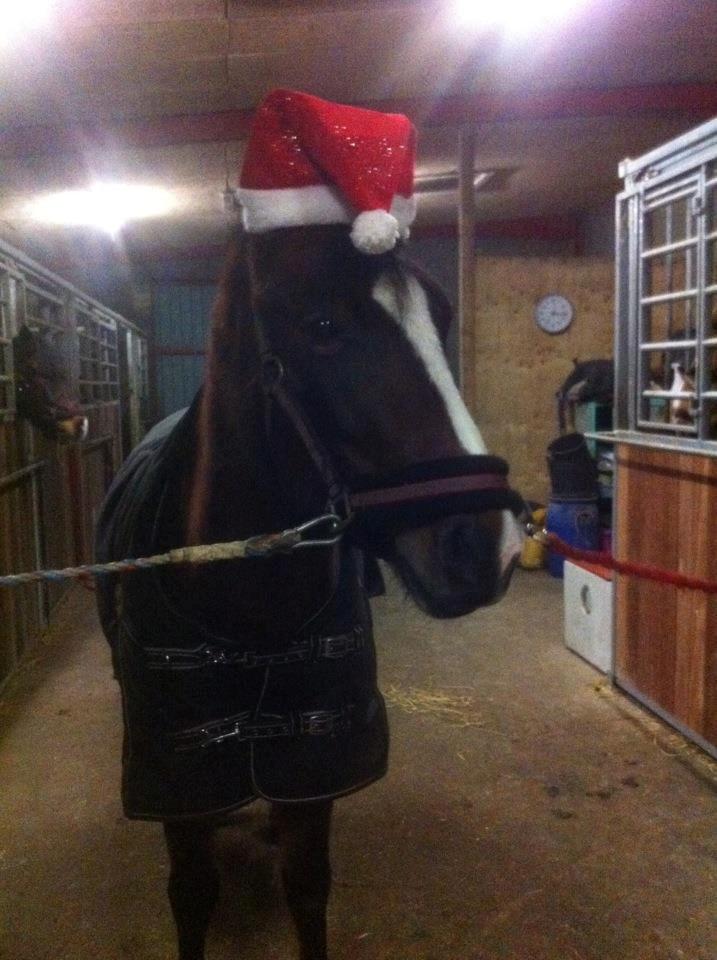 New Forest Odbjergs Amelie billede 7