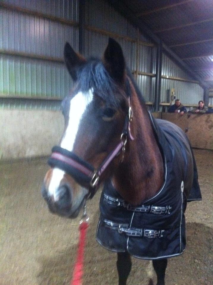 New Forest Odbjergs Amelie billede 9