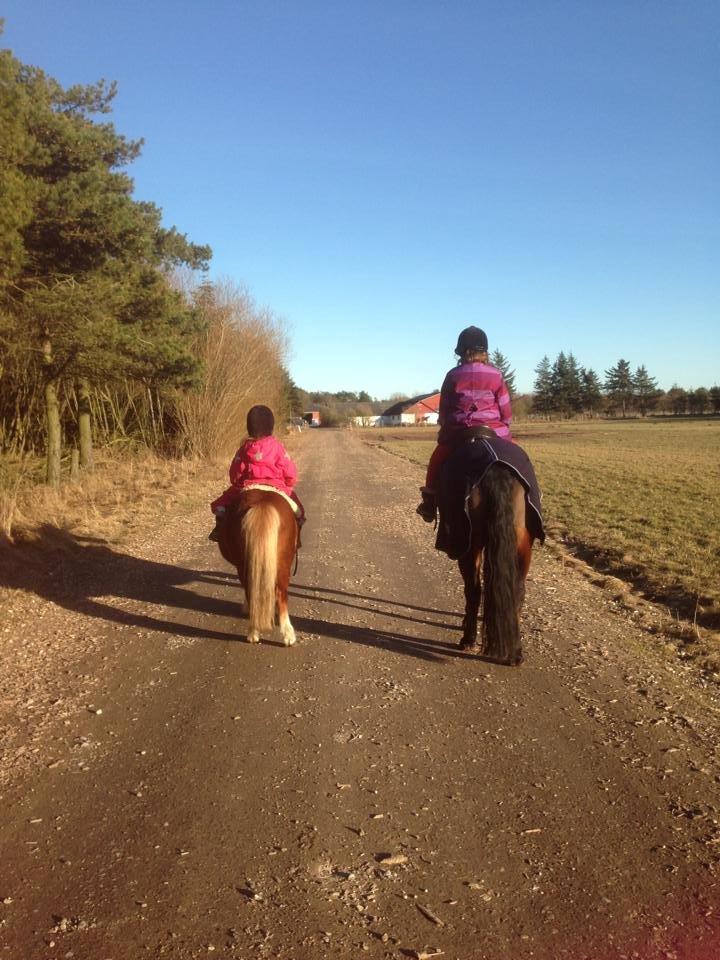 New Forest Odbjergs Amelie billede 10