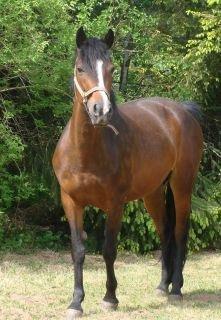 New Forest Odbjergs Amelie billede 11