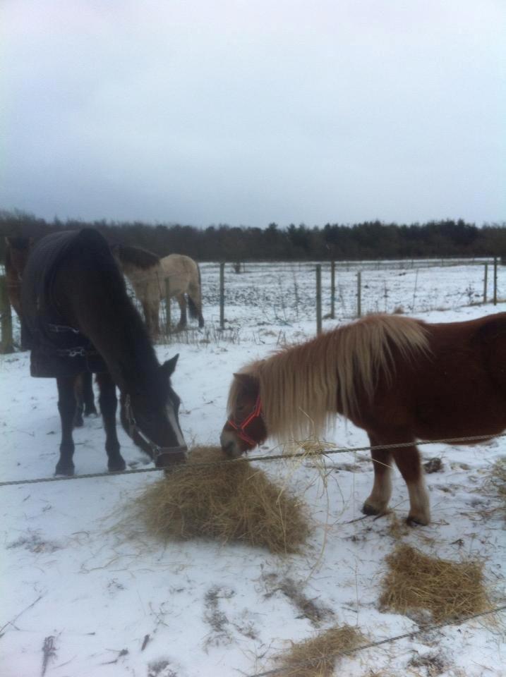 New Forest Odbjergs Amelie billede 12