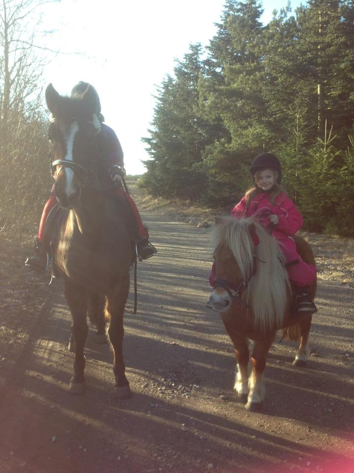 New Forest Odbjergs Amelie billede 13