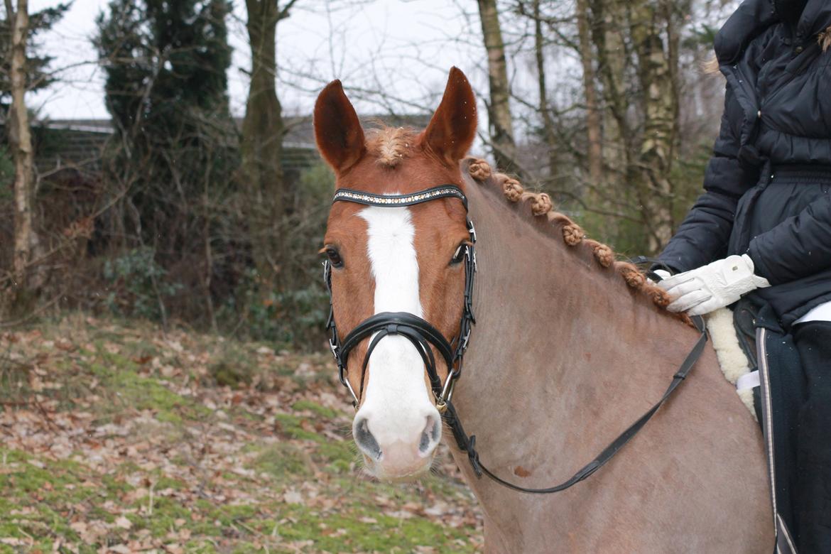 DSP Foxtrot - Der kommer flere billeder med tiden!;-) billede 1