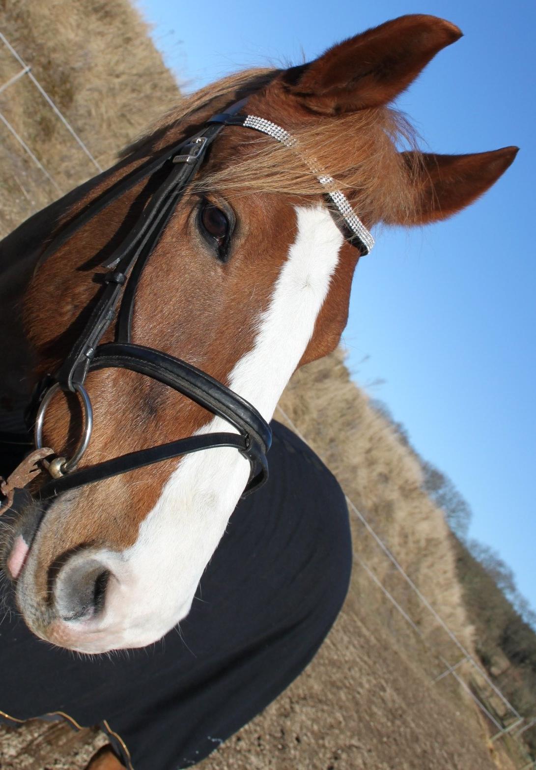 DSP Foxtrot billede 6