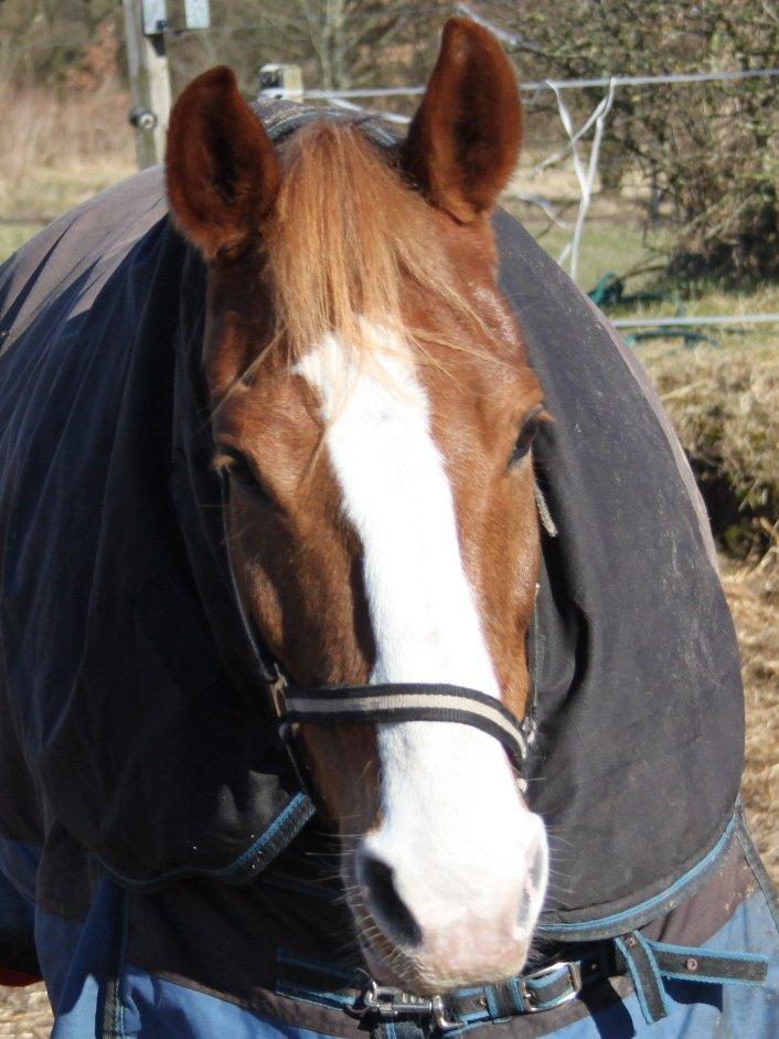 DSP Foxtrot billede 10