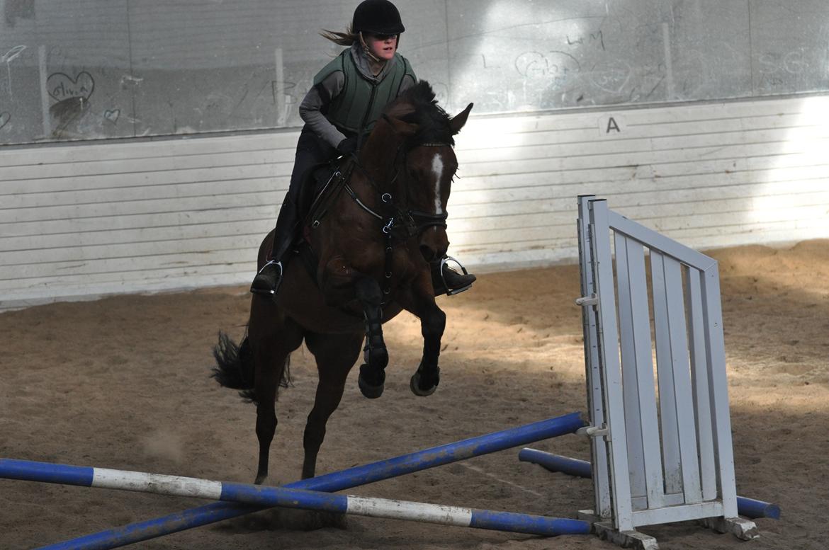 Dansk Varmblod Cherie HS billede 8