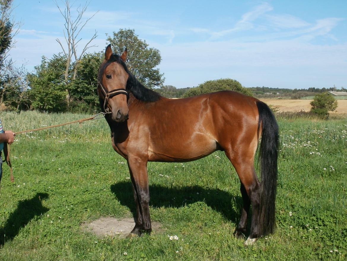 Anden særlig race Lucas billede 1