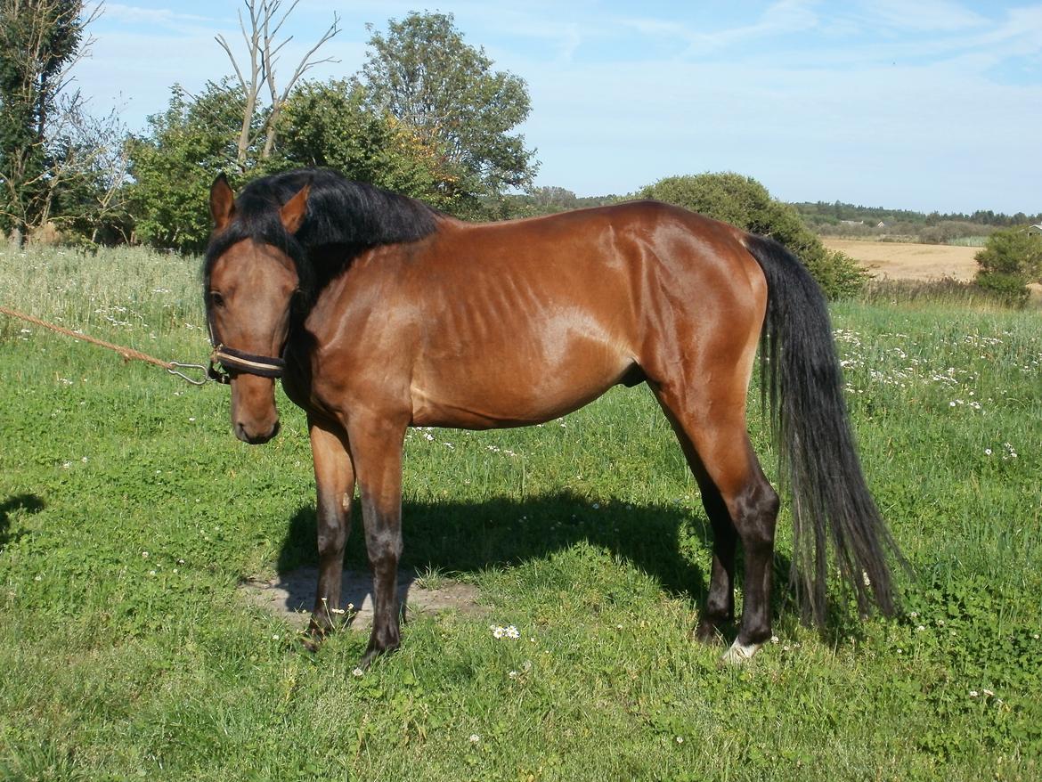 Anden særlig race Lucas billede 19