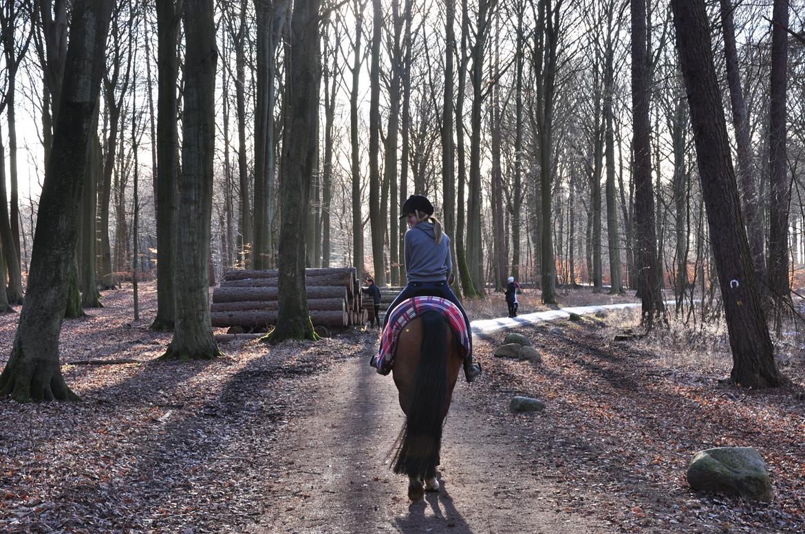 Dansk Varmblod Cherie HS billede 9