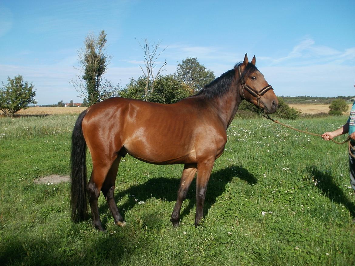 Anden særlig race Lucas billede 20