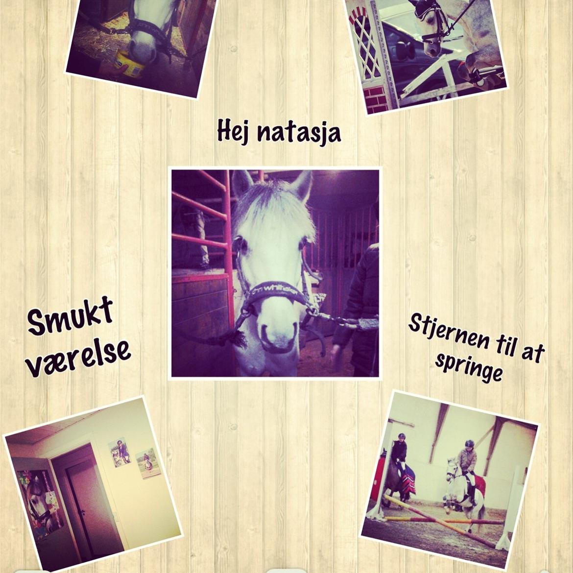 Anden særlig race Vestergårds FILUR<3 (MY LOVE) - Ha Ha billede 8