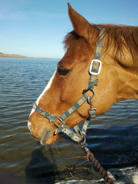 Dansk Varmblod Elbækgaards Roska <3 - Min bedste ven! <3 billede 9
