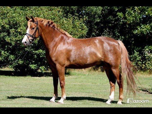 DSP Foxtrot - Ejers billed,lækker basse! billede 14