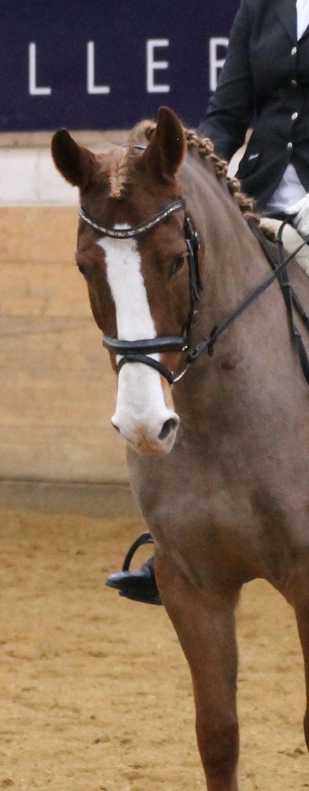 DSP Foxtrot billede 16