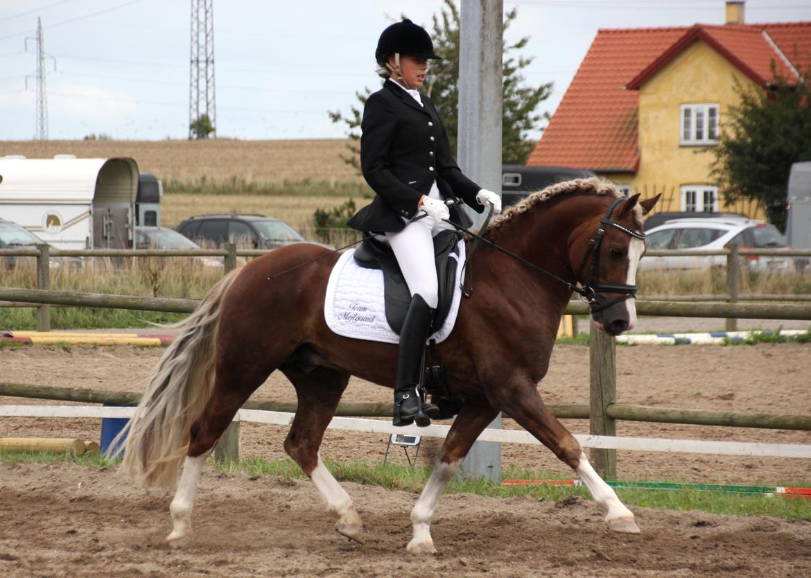 Welsh Pony af Cob-type (sec C) Fjordglimt Mr. George billede 20