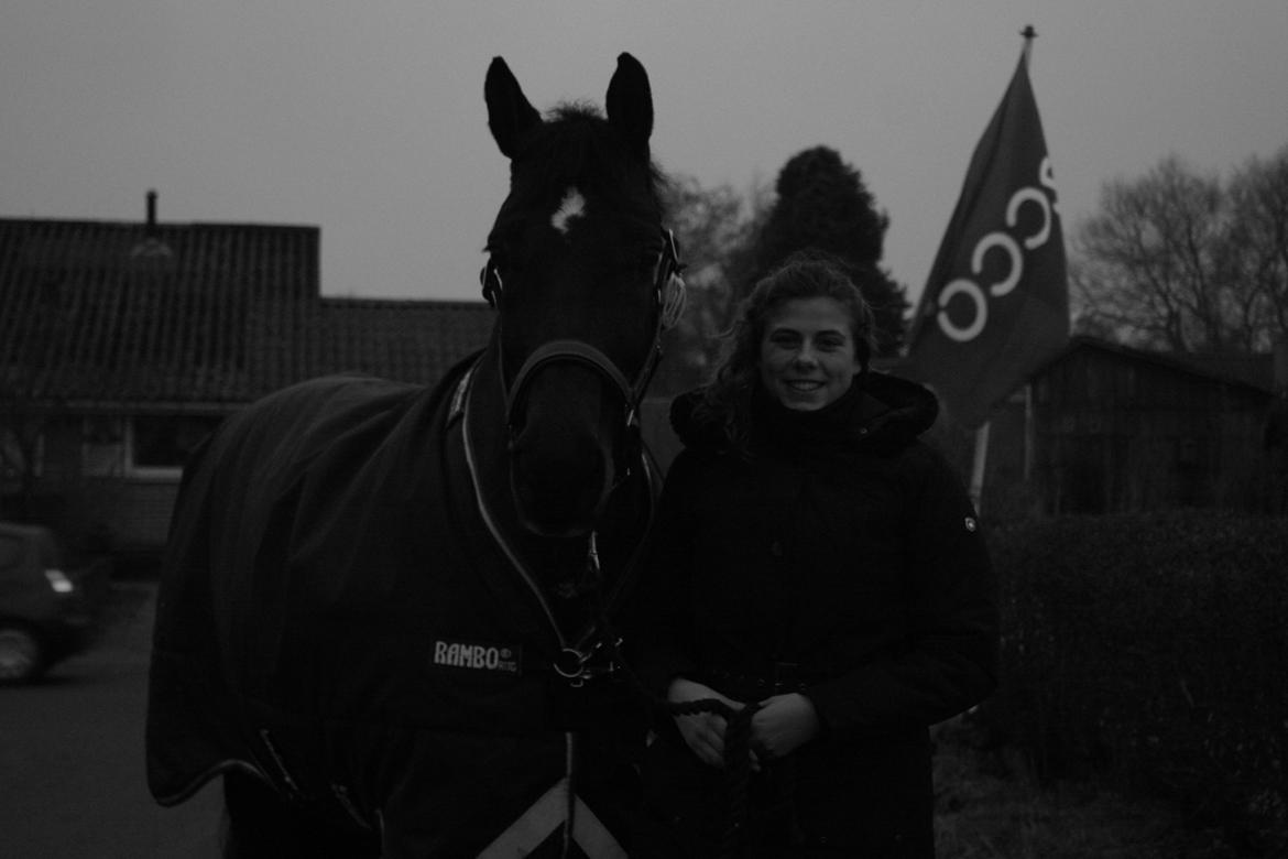 Dansk Varmblod Lindehøjs Leneiux (Kompis) billede 20