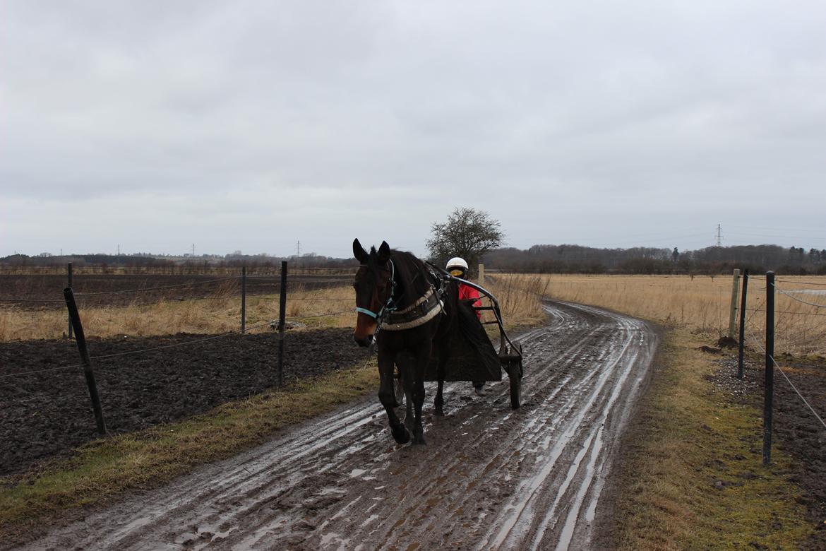 Traver Odin Toft billede 8