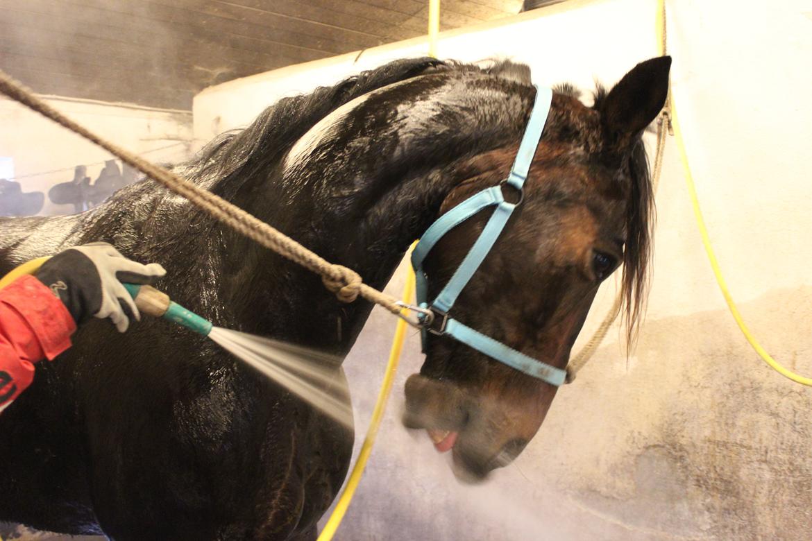 Traver Odin Toft - odin der vil have vand når han skal vaskes :D  billede 13