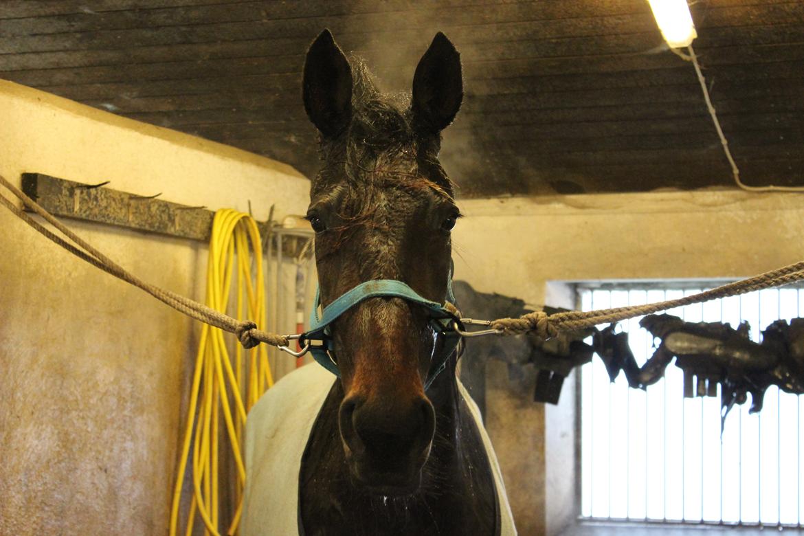 Traver Odin Toft billede 19