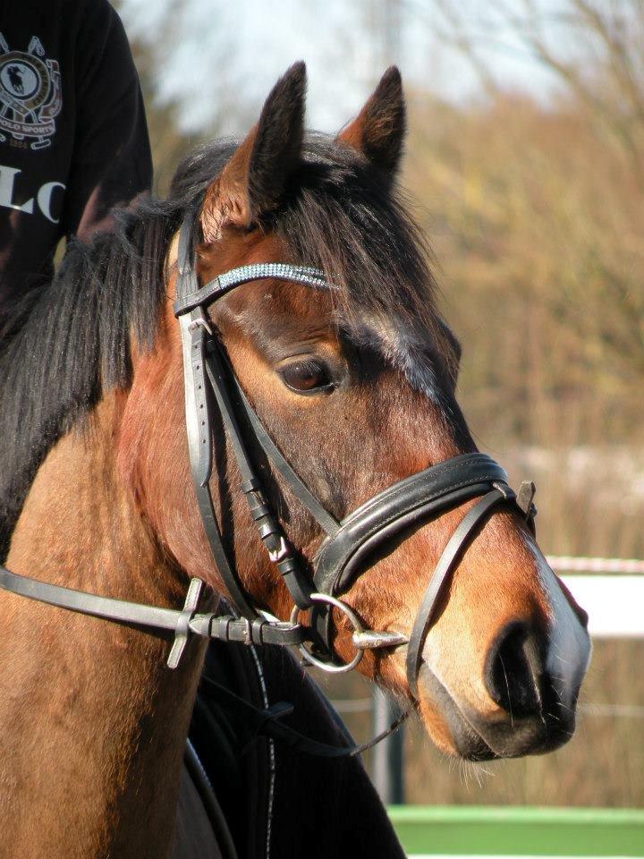 Anden særlig race Bahia - Velkommen til Bahias profil! billede 1