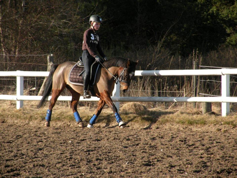 Anden særlig race Bahia - Dressur træning Marts 2013
Taget af Camilla Stenklopp billede 19