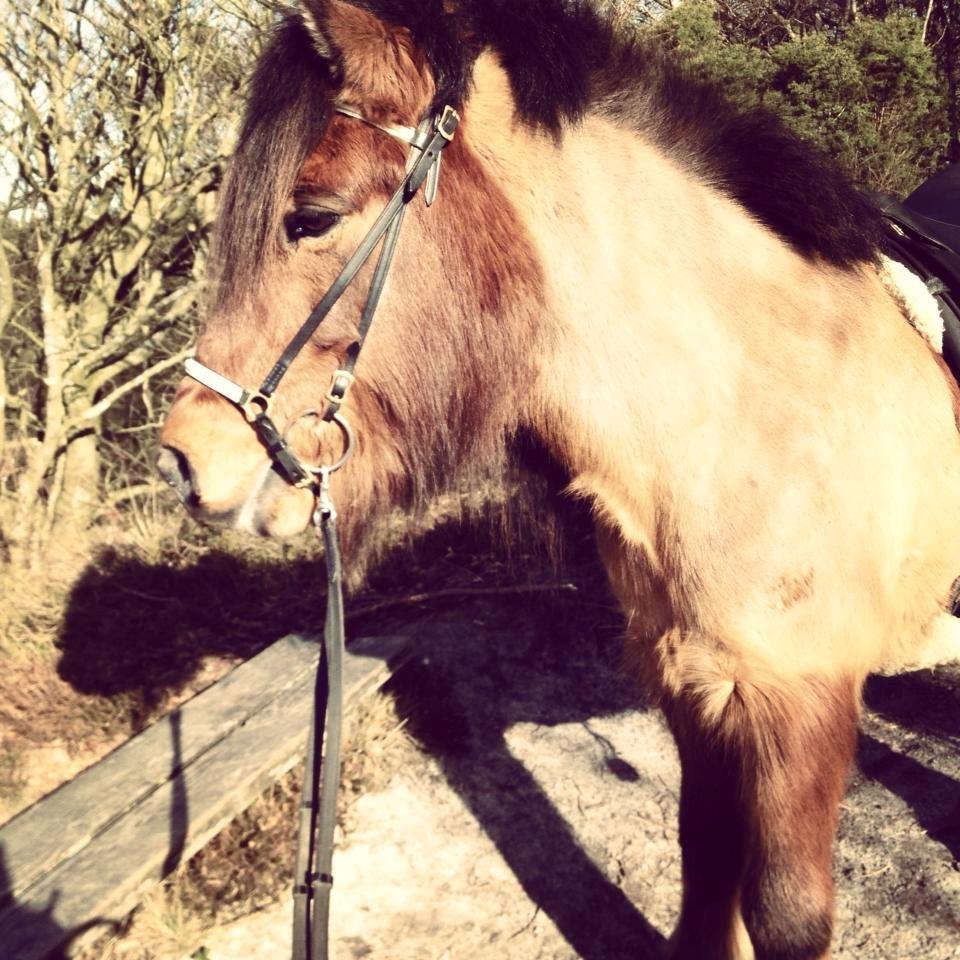 Islænder Stormur Fra Hvolbæk *Hvil I Fred* - Stormur skatten
 d. 3 marts 2013  billede 19