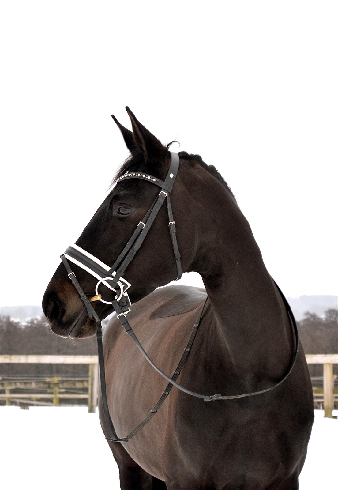 Trakehner Lefitia "Effie"  billede 6