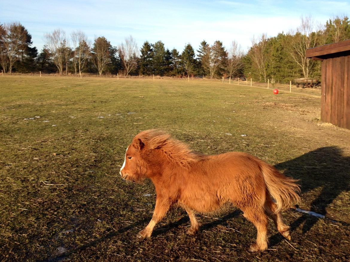 Shetlænder Lille Prins <3 billede 21