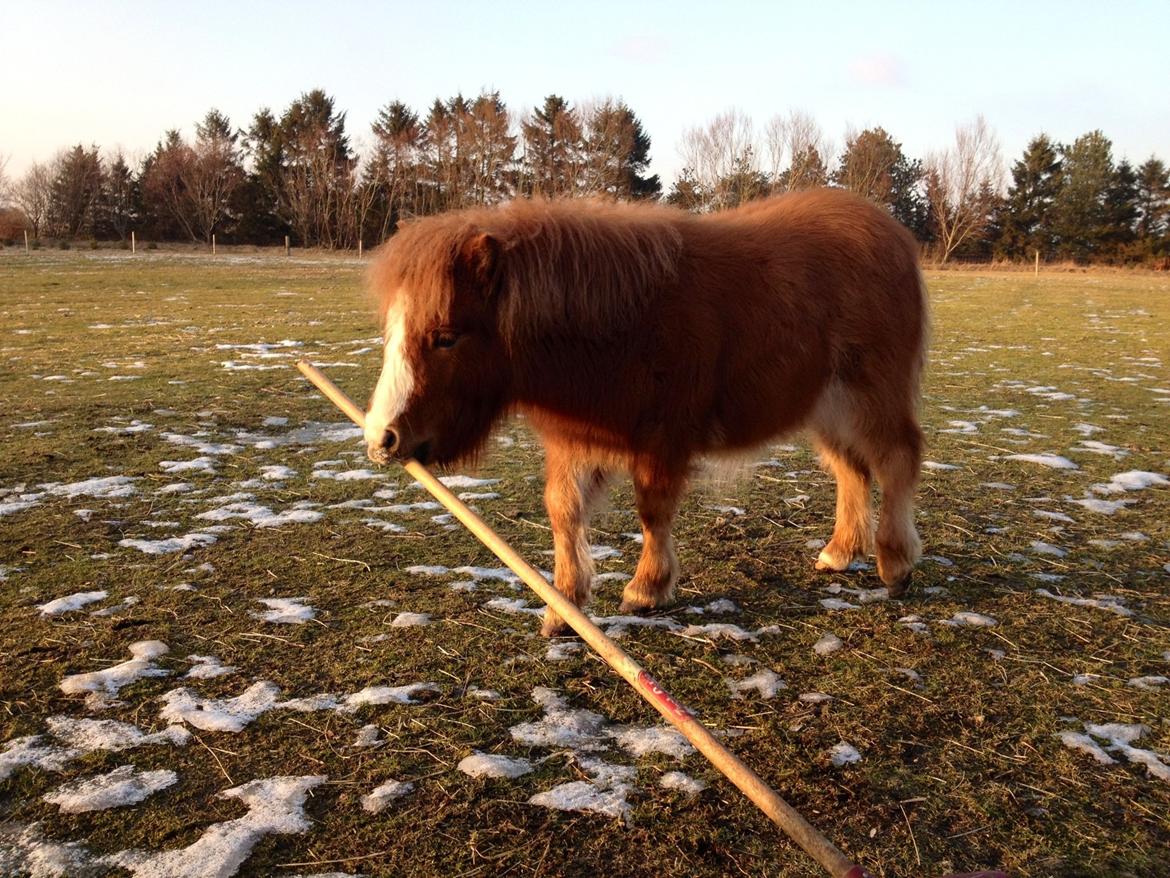 Shetlænder Lille Prins <3 billede 22