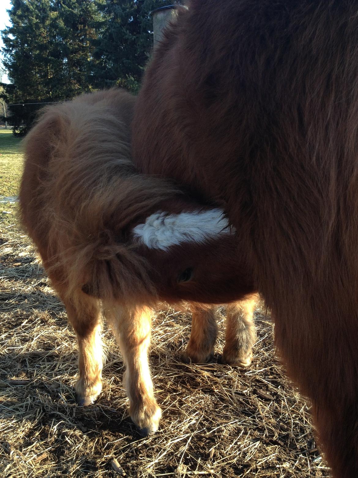 Shetlænder Lille Prins <3 billede 23